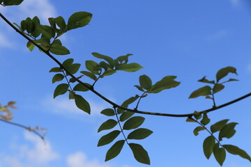 青空に映える若葉