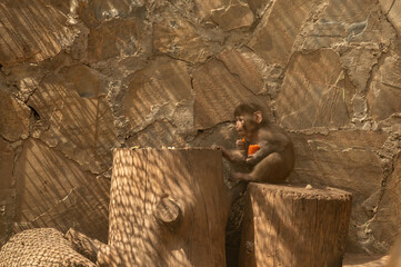 A baby monkey being fed at the zoo.