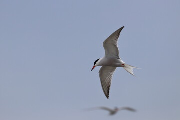 Common tern