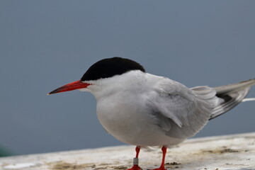 tern