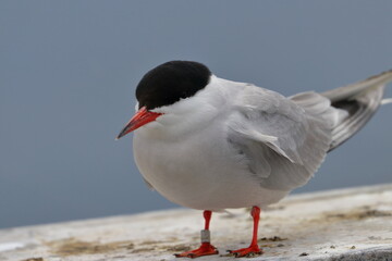 tern
