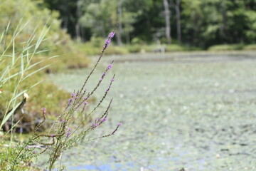 Purple Loosestrife flower and pond