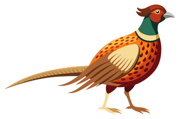 Common pheasant domestic bird vector art illustration 