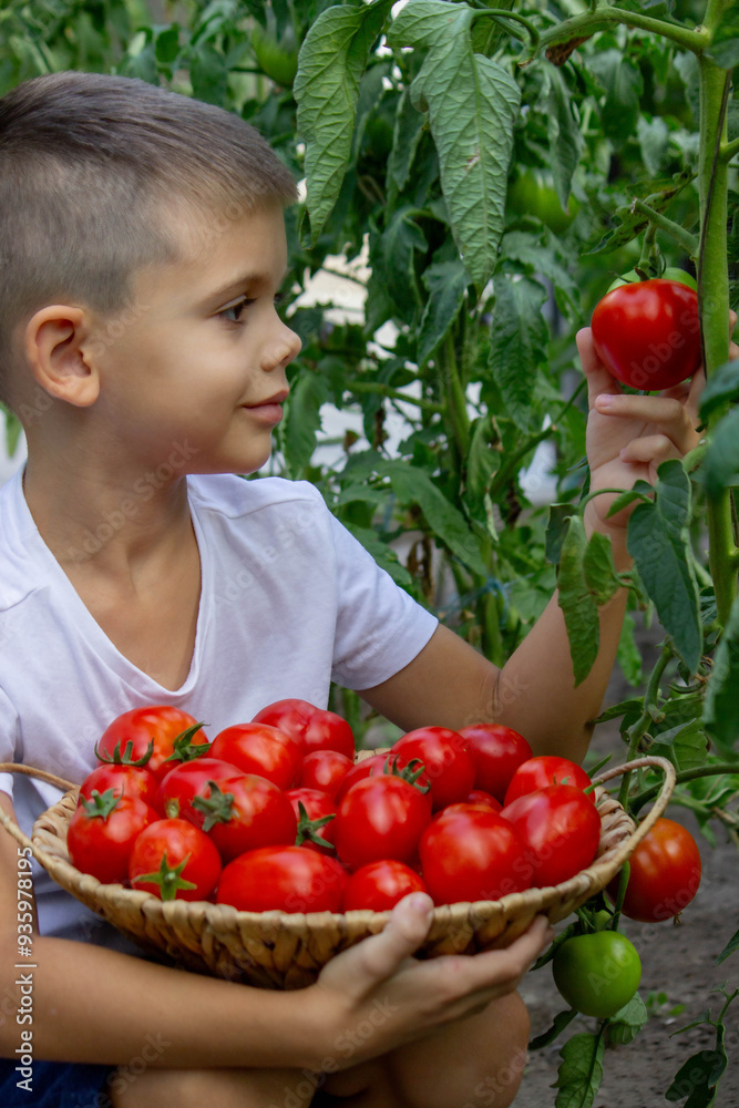 Poster a boy harvests tomatoes. selective focus