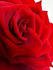 Rote Rose