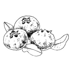 Highly detailed, hand drawn, and vectorized illustration of a Blueberry. The illustration is fully editable and comes as single file in format SVG.