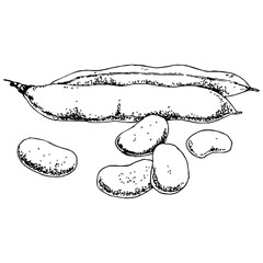 Highly detailed, hand drawn, and vectorized illustration of a Broad Bean. The illustration is fully editable and comes as single file in format SVG.