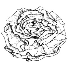 Highly detailed, hand drawn, and vectorized illustration of a Lettuce. The illustration is fully editable and comes as single file in format SVG.