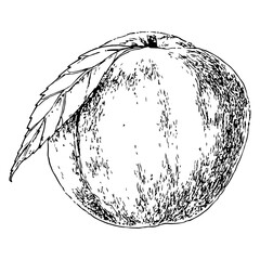Highly detailed, hand drawn, and vectorized illustration of a Peach. The illustration is fully editable and comes as single file in format SVG.
