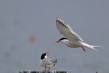 tern