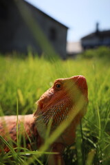 Bearded dragon basking in the sun