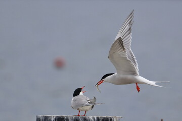 tern