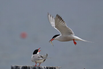tern
