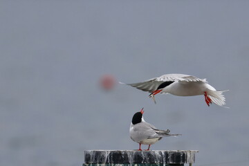 tern
