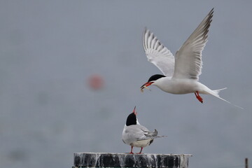 tern