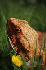 Bearded dragon basking in the sun
