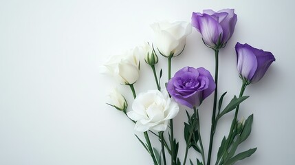Beautifully arranged white and purple eustoma flowers on a white background, with a minimalist and elegant touch. -