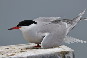 seabird tern