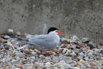 tern