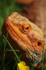 Bearded dragon basking in the sun