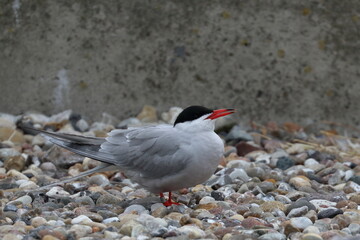 tern