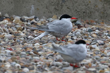 tern