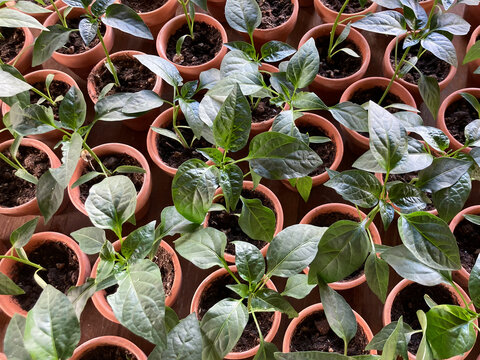 Springs gardening background full of many little chili peppers plants, small clay pots, top view, close up