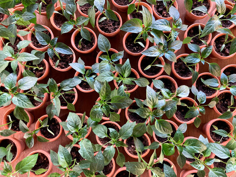 Springs gardening background full of many little chili peppers plants, small clay pots, top view