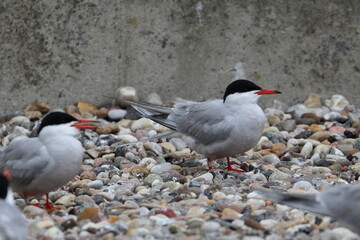 tern