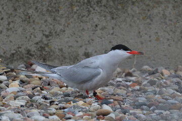 tern