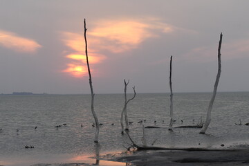 Flamingo in the lake