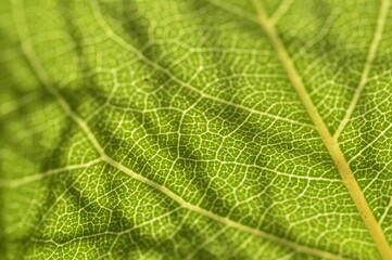 green leaf macro