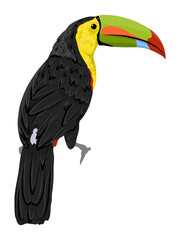 Keel-billed toucan. National bird of Belize. Realistic vector jungle birds