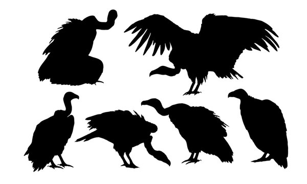Set of American vulture silhouettes. Wild birds of Africa. Realistic vector animals