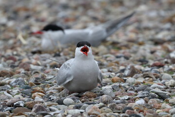 tern