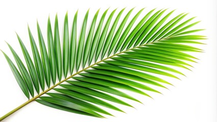 Obraz premium Palm leaf isolated on white background, palm, wedel, green, tropical, nature, exotic, foliage, plant, isolated, background