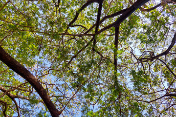 Obraz premium Trees and Twigs with Lush Green Tree Leaves