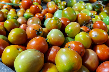 Pile of Yellowed Apple Tomatoes for sale