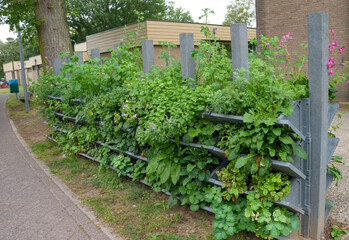 Vertical gardening with a green wall for climate adaptation.