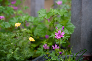 Vertical gardening with a green wall for climate adaptation.
