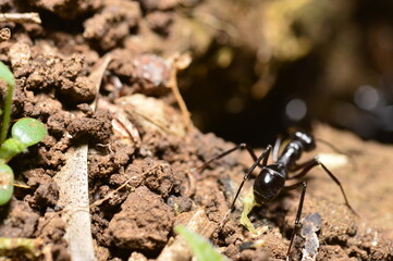 ant macro