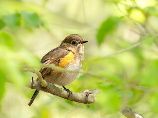 森の中で枝に留まって周りを見渡しているルリビタキ