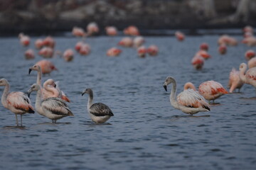 Flamingo in the lake