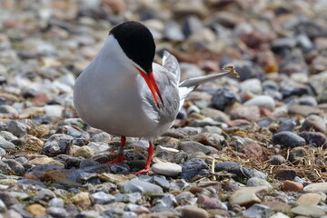 terns