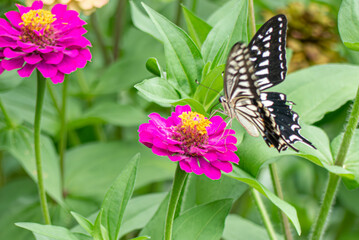 花壇の花にアゲハチョウがやってきた