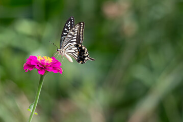 Obraz premium 花壇の花にアゲハチョウがやってきた