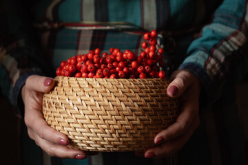 basket with red berries in female hands, autumn mood
