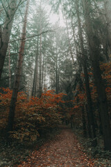 Obraz premium A path deep into an autumn foggy pine forest.