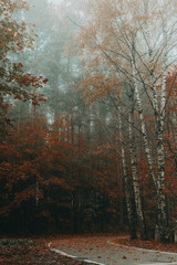 Autumn birch trees on the right along the path.