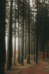 Obraz premium Tall bare pine trunks in the fog.